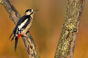 BUITEN BEELD Foto: 436057