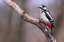 BUITEN BEELD Foto: 436059