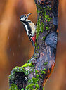 BUITEN BEELD Foto: 436062