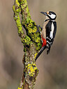 BUITEN BEELD Foto: 436063