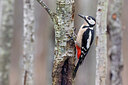BUITEN BEELD Foto: 436065