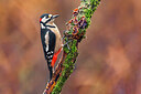 BUITEN BEELD Foto: 436066