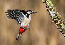 BUITEN BEELD Foto: 436067