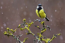 BUITEN BEELD Foto: 436072