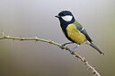 BUITEN BEELD Foto: 436073