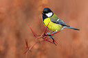 BUITEN BEELD Foto: 436074