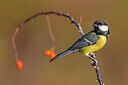 BUITEN BEELD Foto: 436075
