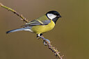 BUITEN BEELD Foto: 436076