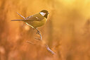 BUITEN BEELD Foto: 436077
