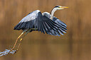 BUITEN BEELD Foto: 436092