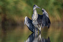 BUITEN BEELD Foto: 436093