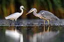 BUITEN BEELD Foto: 436094