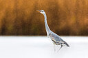 BUITEN BEELD Foto: 436098