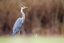 BUITEN BEELD Foto: 436099