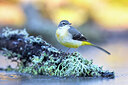 BUITEN BEELD Foto: 436113