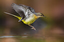 BUITEN BEELD Foto: 436119