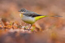 BUITEN BEELD Foto: 436120