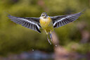 BUITEN BEELD Foto: 436121