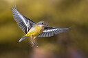 BUITEN BEELD Foto: 436122