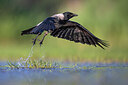 BUITEN BEELD Foto: 436131