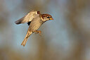 BUITEN BEELD Foto: 436133