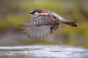 BUITEN BEELD Foto: 436134