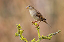 BUITEN BEELD Foto: 436135