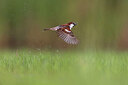 BUITEN BEELD Foto: 436138