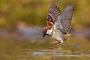 BUITEN BEELD Foto: 436144