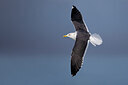 BUITEN BEELD Foto: 436150