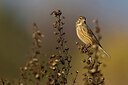 BUITEN BEELD Foto: 436154