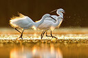 BUITEN BEELD Foto: 436163