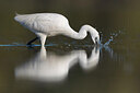 BUITEN BEELD Foto: 436164