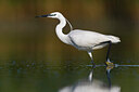 BUITEN BEELD Foto: 436169