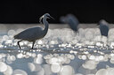 BUITEN BEELD Foto: 436178