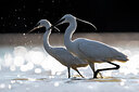 BUITEN BEELD Foto: 436180