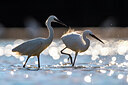 BUITEN BEELD Foto: 436181