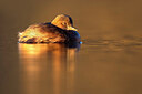 BUITEN BEELD Foto: 436190