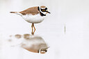 BUITEN BEELD Foto: 436192