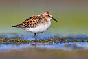 BUITEN BEELD Foto: 436199