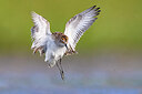 BUITEN BEELD Foto: 436208