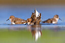 BUITEN BEELD Foto: 436214