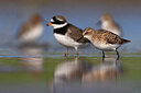 BUITEN BEELD Foto: 436219