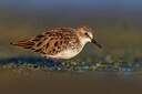 BUITEN BEELD Foto: 436221
