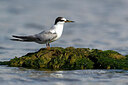 BUITEN BEELD Foto: 436222