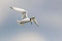 BUITEN BEELD Foto: 436223