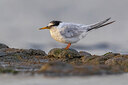BUITEN BEELD Foto: 436227