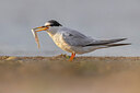 BUITEN BEELD Foto: 436228