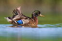 BUITEN BEELD Foto: 436230