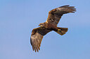 BUITEN BEELD Foto: 436231